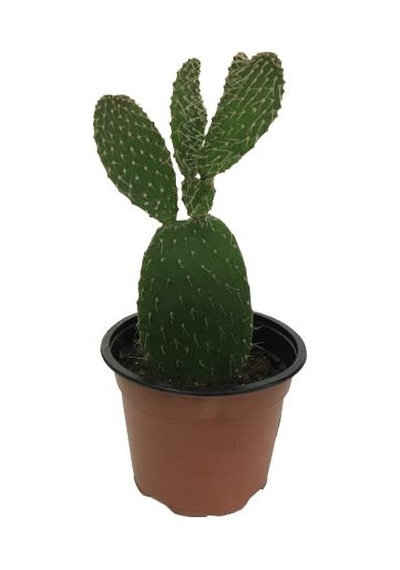 İncir Kaktüs Opuntia Ovata