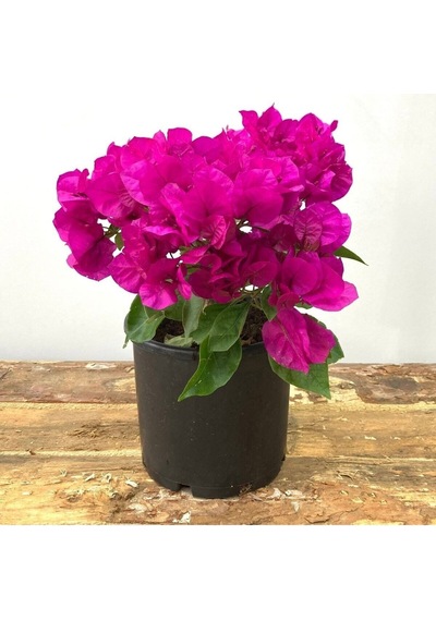 Begonvil Çiçeği-kırmızı 15-20 Cm -bodur Begonvil