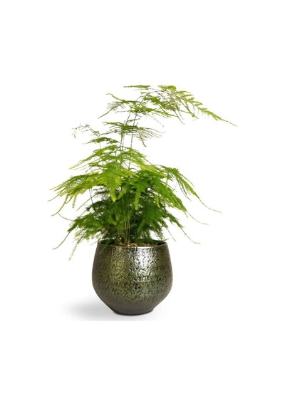 Dekoratif Salon Çiçeği Asparagus Setaceus Tül Kuşkonmaz Çiçeği 10-30cm
