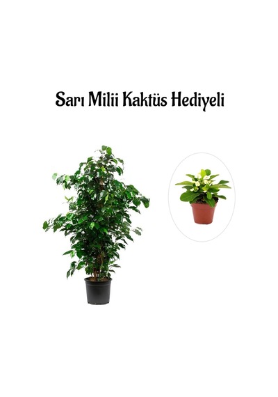 Hediyelik Yeşil Renk Benjamin Bitkisi Sevgililer Gününe Özel Sarı Milli Kaktüs Hediyeli