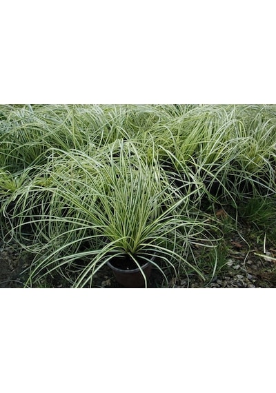Carex Evergold 20 Adet - Çok Yıllık Otsu Bitki