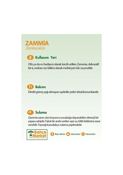 Zammia 80 - 100 Cm Yeşil