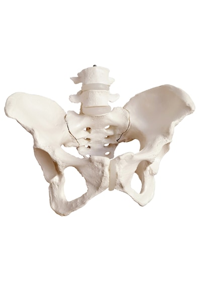 Kadın Pelvis Maketi - Kadın Pelvisi 01