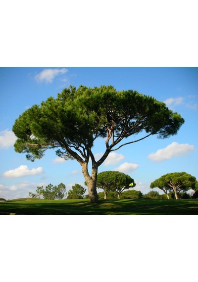 Fıstık Çamı Fidanı 3 Adet - Pinus Pinea