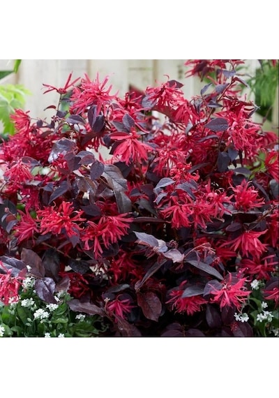 Loropetalum 5 Adet