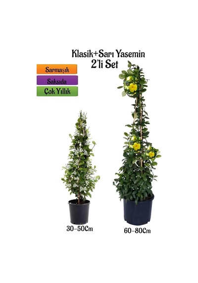Mis Kokulu Arap Yasemini Fidanı + Sarı Yasemin Fidanı 2'li Kokulu Peyzaj Seti