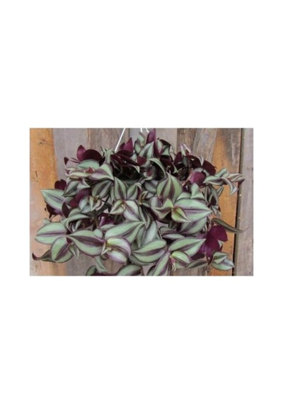 Alacalı Kahve Yeşil Zebrina Telgraf Çiçeği 10-20 Cm