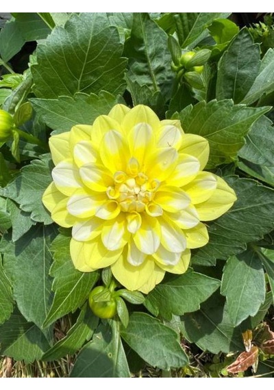 Sarı Yıldız Çiçeği Dalya Bitkisi 1 Adet Saksılı/ Tüplü 20-40cm Bahçe Bitkisi Dahlia