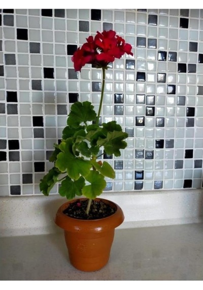 Sardunya Çiçeği Fidesi Fuşya 10-20 Cm