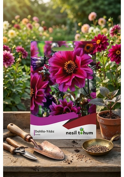 Dahlia Yıldız Çiçeği Tohumu