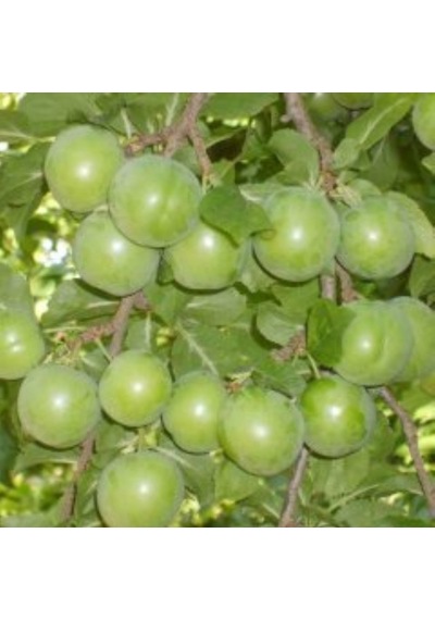 Tüplü Aşılı Tam Bodur Mayhoş Cin Erik Fidanı