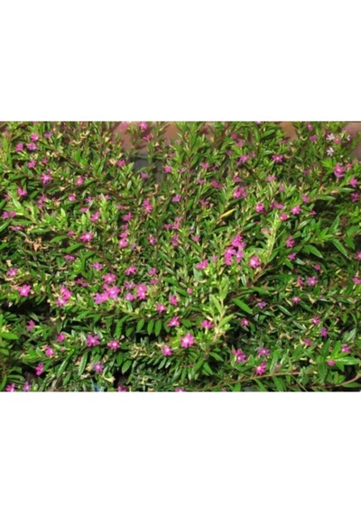 Pembe Kufeya Çiçeği 40 Cm Fidanı