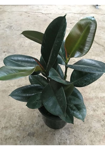 Mini Boy Kauçuk Fidanı Mini Boy 2'li Dikim 20-45cm Saksılı Salon Çiçeği Ficus Elastica