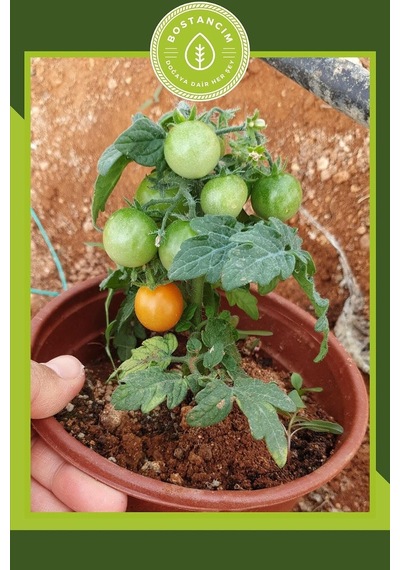 Gardenbox Bodur Cherry Domates Tohumu, 30 Adet 0