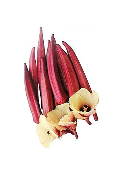 Saksılık Kırmızı Bamya Tohumu Ekim Seti 5 Tohum + Saksı + Toprak