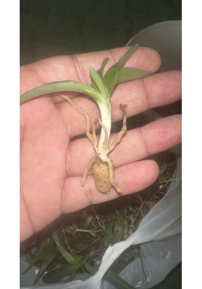 Serapias Salep Fidesi 100 adet
