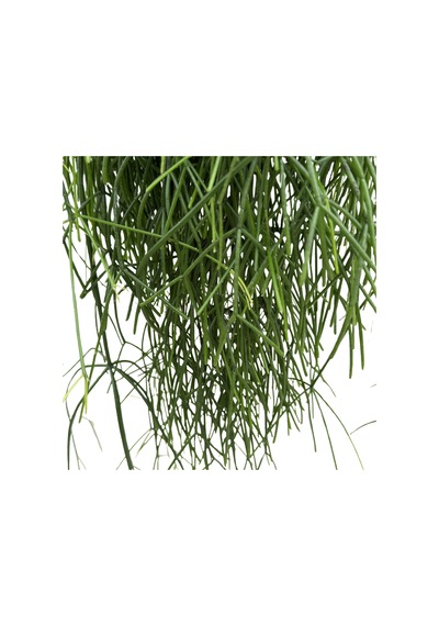 Rhipsalis Baccifera