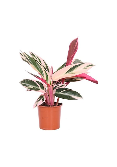 Üç Renkli Kaletya (Calathea Triostar)