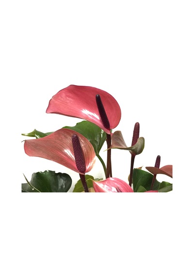 Anthurium Andraeanum 'Cherry' (Flamingo Çiçeği) Ø12 CM Y35-40 CM
