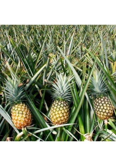 2 Li Ananas Fidanı Seti - Evde Saksıda Meyve Veren Tropikal Ananas Fidesi 30-50 Cm