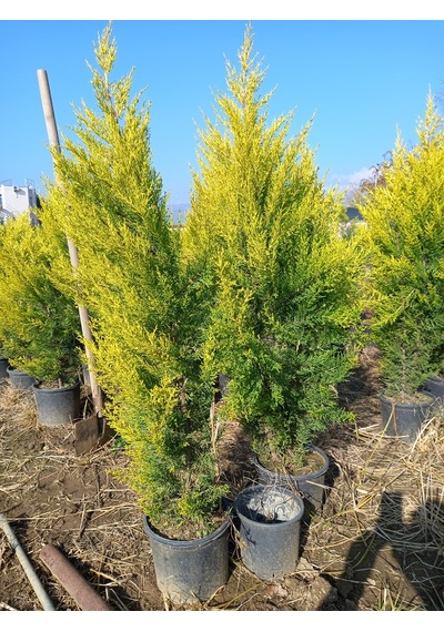 Büyük Limon Çamı Limon Selvi , Büyük Saksıda, 150 Cm. Boyunda, H