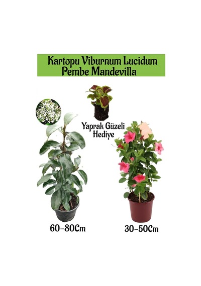 Kartopu Viburnum 1 Adet+pembe Mandevilla 1 Adet+yaprak Güzeli Hediye Bahçe Bitkisi