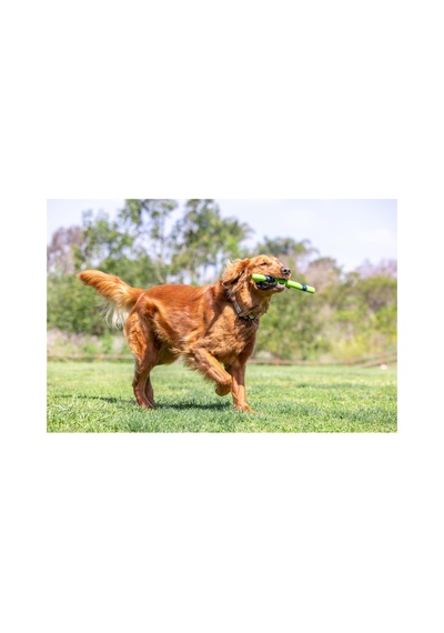 Sniff Fetch Stick Kokulu Köpek Oyuncağı Fıstık Ezmesi Aromalı