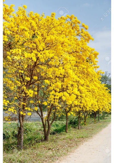 Tabebuia Ağacı Tohumu Ekim Seti 5 Tohum Saks Toprak Kombin