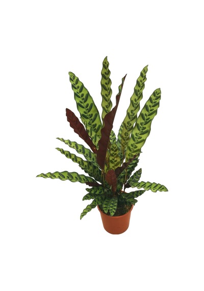 Calathea Lancifolia (Dua Çiçeği) Ø17 CM Y50-60 CM