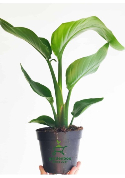 Mini Boy Starliçe Cennet Çiçeği Starliçe Çiçeği 1 Adet Saksılı 15-30cm Strelitzia