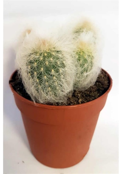 Kaktüs Espostoa Lanata