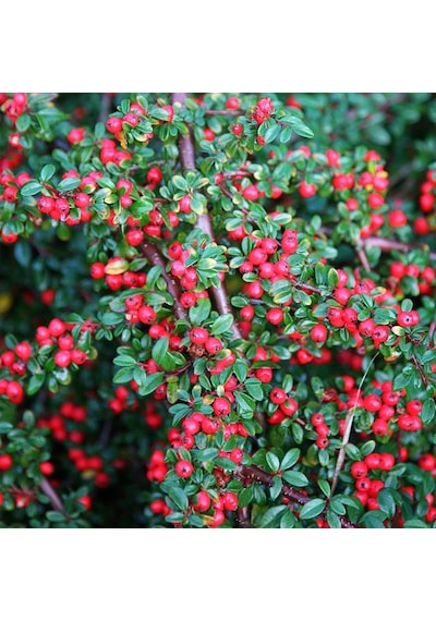 Tüplü Cotoneaster Taş Elması Fidanı