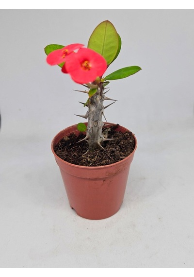 Videolu Milli Dikenler Tacı İri Kırmızı Çiçek Açan 5-7 Cm Saksılı Euphorbia