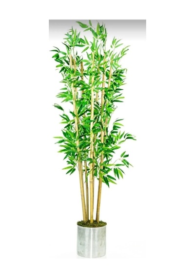 Rüzgar Çiçekcilik 180 Cm Metal Saksıda Bambu Ağacı Yeşil