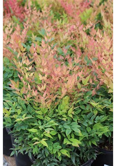 "nandina Fidanı - Cennet Bambusu, 2 Yıllık, Dayanıklı Ve Gösteriş