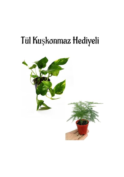 Pothos Alacalı Salon Sarmaşığı Sevgililer Gününe Özel Tül Kuşkonmaz Hediyeli