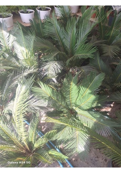 Büyük Japon Sago Palmiyesi Sikas 1 Adet Saksılı 70-100cm Cycas