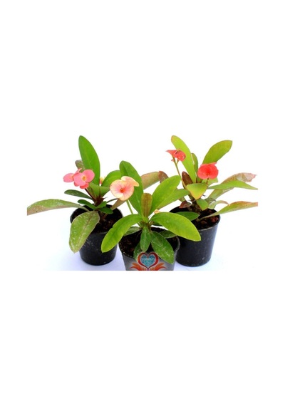 Videolu 3'lü Dikenler Tacı Çiçeği Pembe,kırmızı,beyaz 10-15 Cm Tüplü Çiçekli Bodur Euphorbia Milii