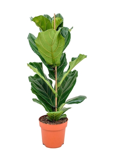 Ficus  Lyrata - Keman Yapraklı Kauçuk 60-80 cm