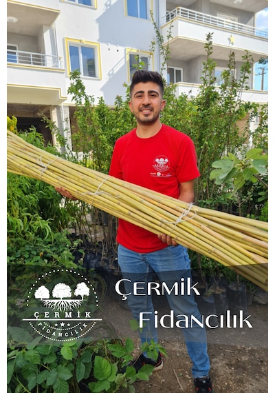 Bambu Fidan Bitki Destek Çubuğu 40 Adet 2 Metre Boy