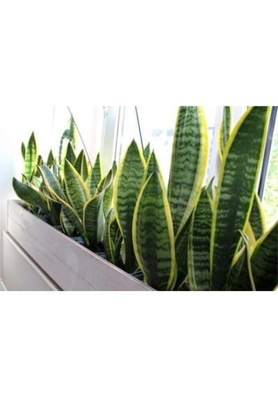 Sarı Çizgili Kılıç Çiçeği Peygamber Kılıcı Paşa Kılıcı 20-30 Cm