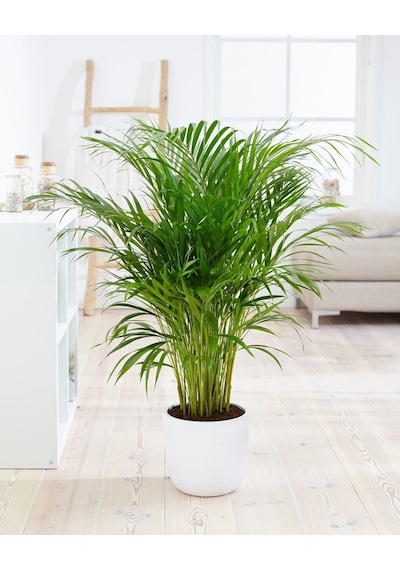 Areka Palmiyesi - Areca Palm 90-100 Cm