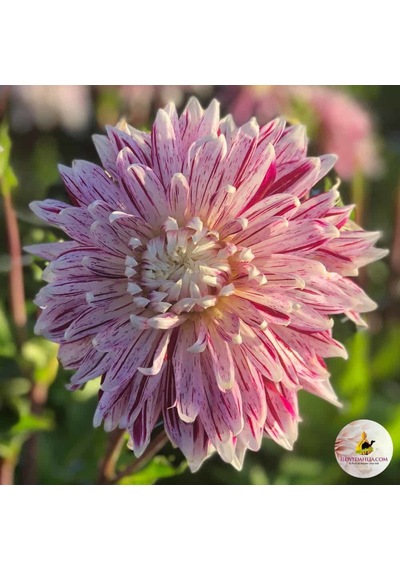Avignon Dahlia İri Çiçekli Yıldız Çiçeği Yumrusu (1 Adet)