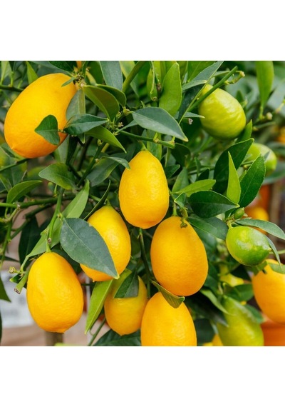 3 Yaş Aşılı Limonkamkat Tavaresquat Fidanı. Torbada