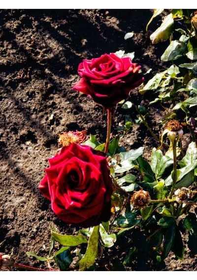 Videolu Kırmızı Ve Pembe Gül Fidanı 2 Adet Yediveren Saksılı 20-40 Cm Pink And Red Rose Sapling