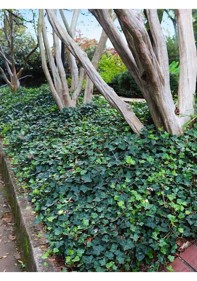 Canlı Orman Sarmaşığı Hedera Helix Formlu Ve 40-60 Cm