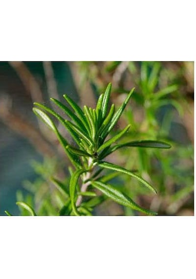 Biberiye Rosmarinus - Kokulu Aromatik Bitki 10 Adet