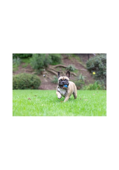Hepsifur Chuckit Ultra Squeaker Sesli Oyun Topu Small - Köpekler İçin Dayanıklı, Yüksek Zıplama K