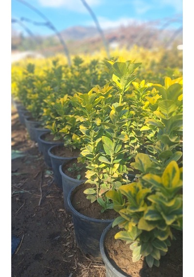 Altuni Gold Taflan Fidanı 1 Adet 30-40cm Saksılı Dış Mekan Bahçe Peyzaj Bitkisi