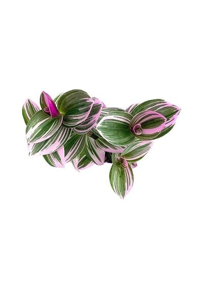 Serada Decor Plant Telgraf Çiçeği Alacalı Yapraklı Sarkaç Saksıda